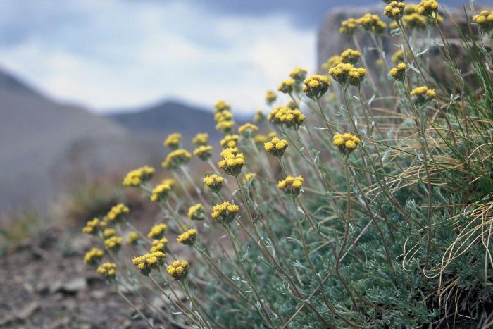 Génépi des glaciers, Artemisia glacialis L. Cliché : Cossa, Jean-Louis. Parc National du Mercantour.