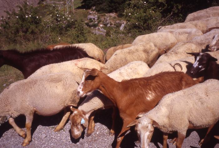 Troupeau d'ovins, Sauze.