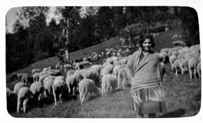 [Portrait d'une jeune femme avec un troupeau de moutons, Barels.]