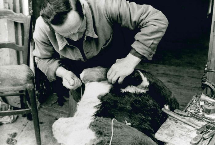 Jean Ros fabriquant un bât : Couture d'une peau de veau pour l'habillage du bât.