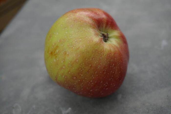 Pomme Calvi, Cliché Pauline Mayer.