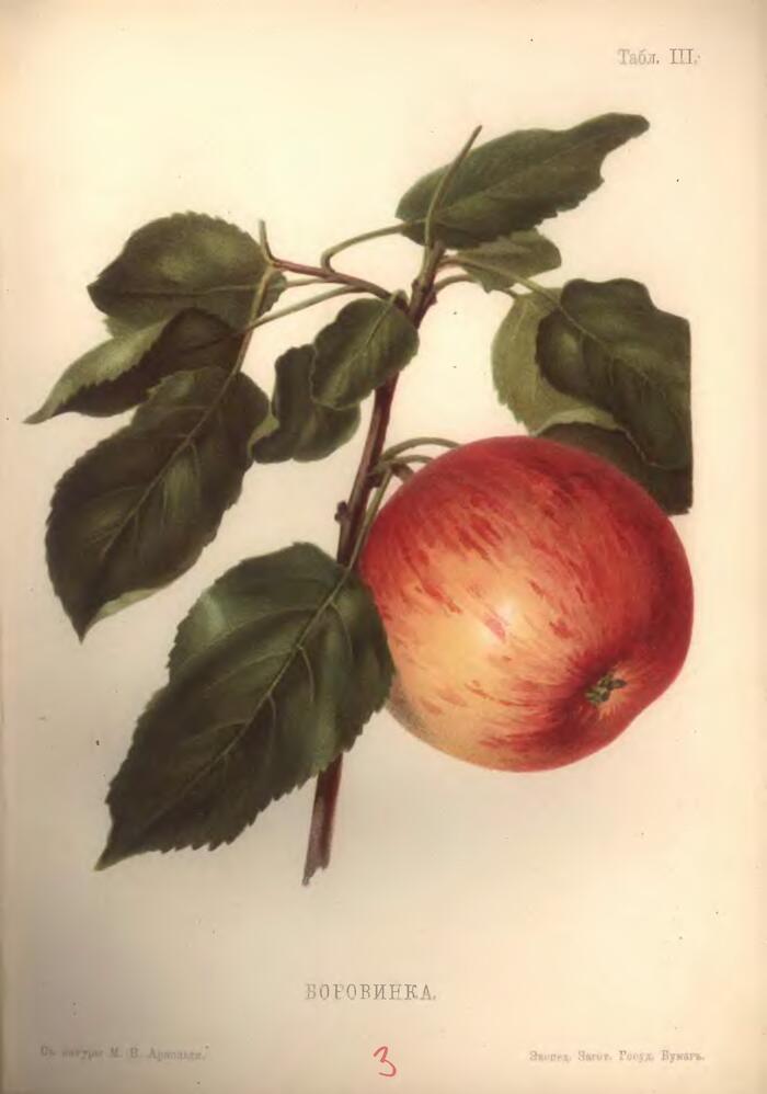 Pomme Borovitsky, Adam Hrebnicki, 1906