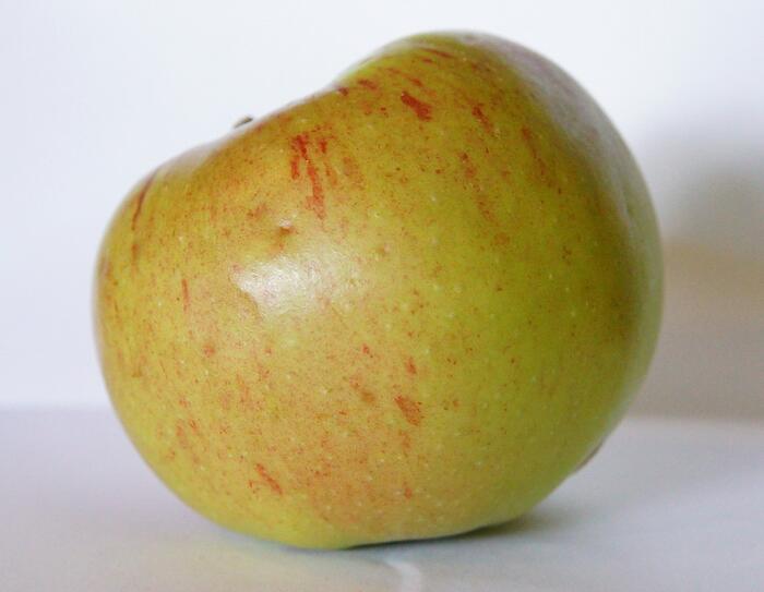 Pomme Cougourdane, Péone. Photo Pauline Mayer.