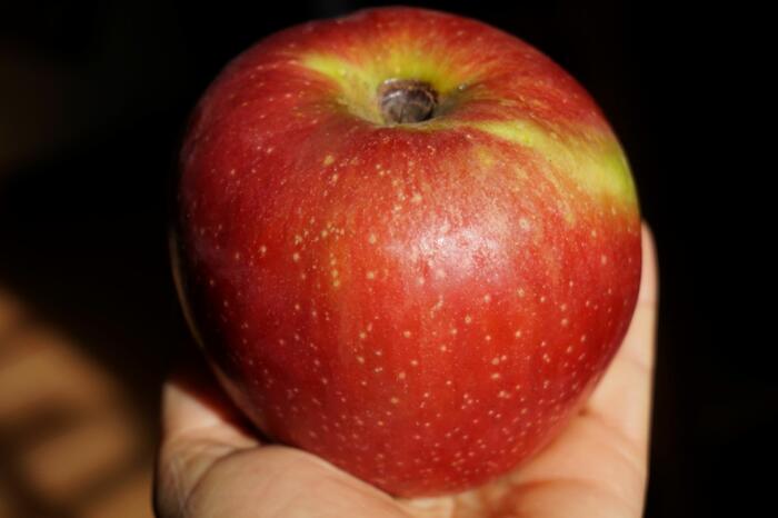 Pomme Nationale. Photo Pauline Mayer