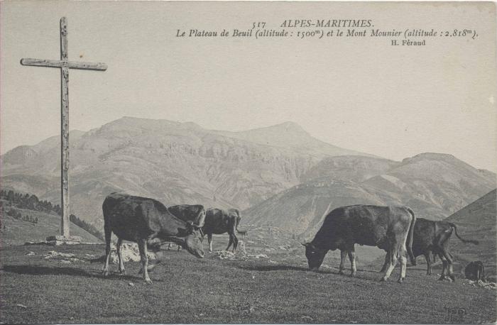 517. Le plateau de Beuil (alt. 1500m) et le Mont Mounier (2818m)