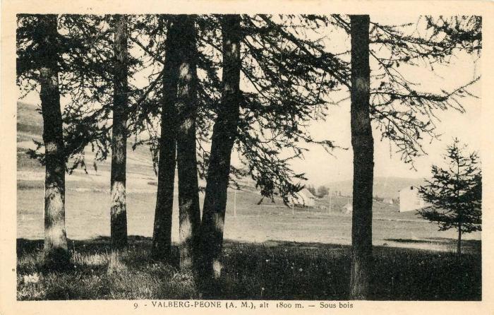 9. - VALBERG-PEONE (A. M.), alt. 1800 m. - sous bois 